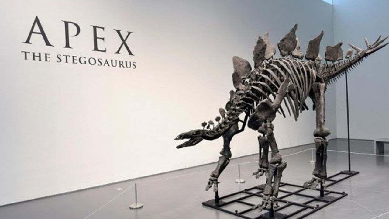 Stegosaurus dinozor fosili 44,6 milyon dolara alıcı buldu