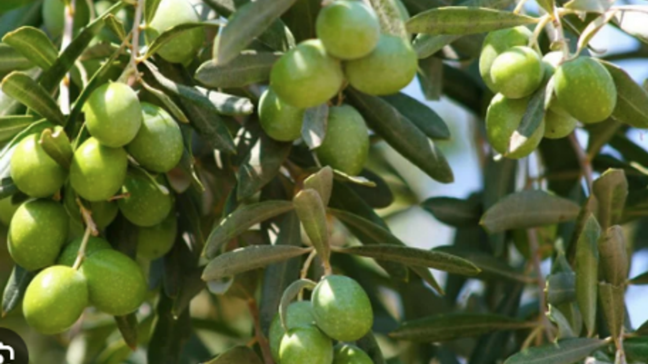 Gazimağusa’da Gemlik zeytin hasadı başlama tarihi 2 Eylül