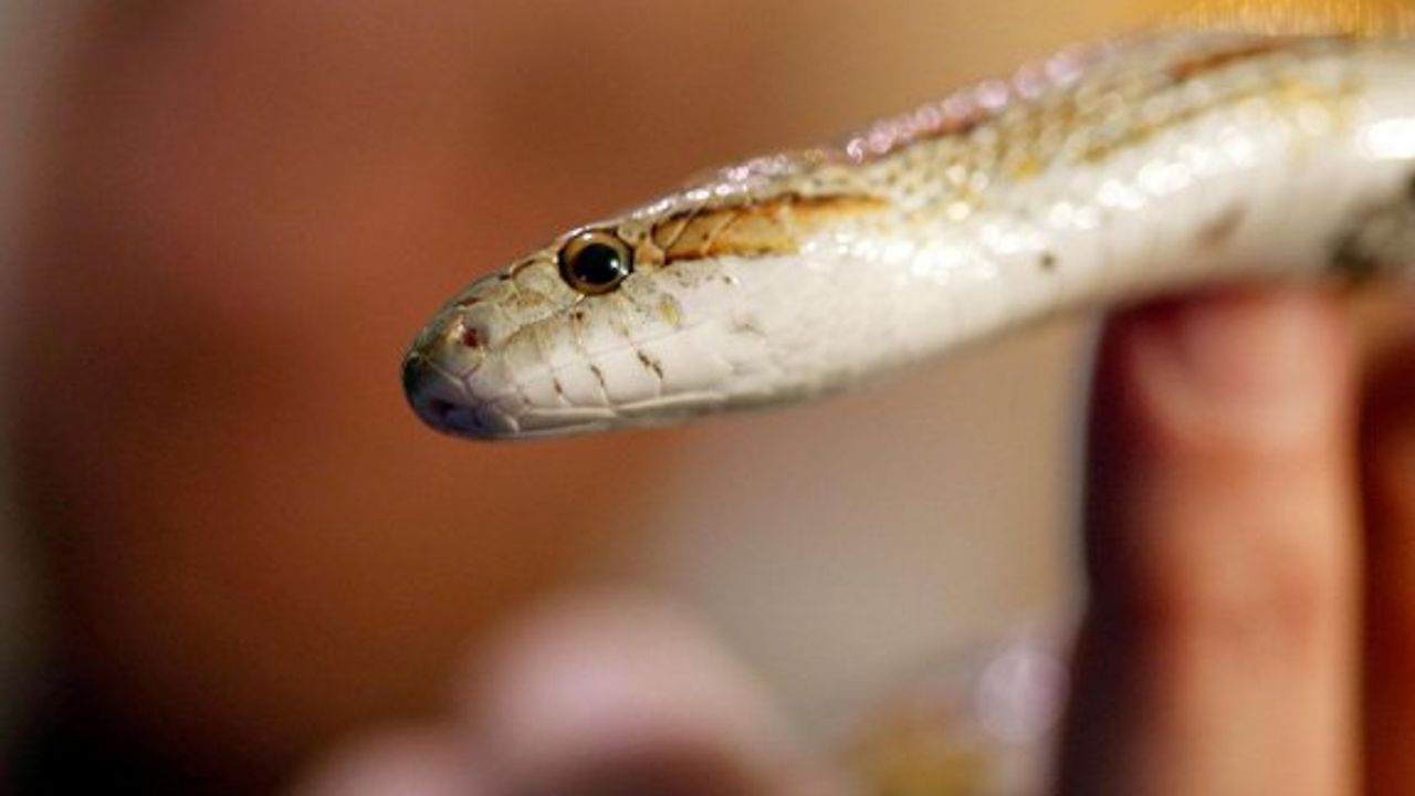 Hindistan'da bir bebek, oyuncak sandığı yılanı ısırarak öldürdü