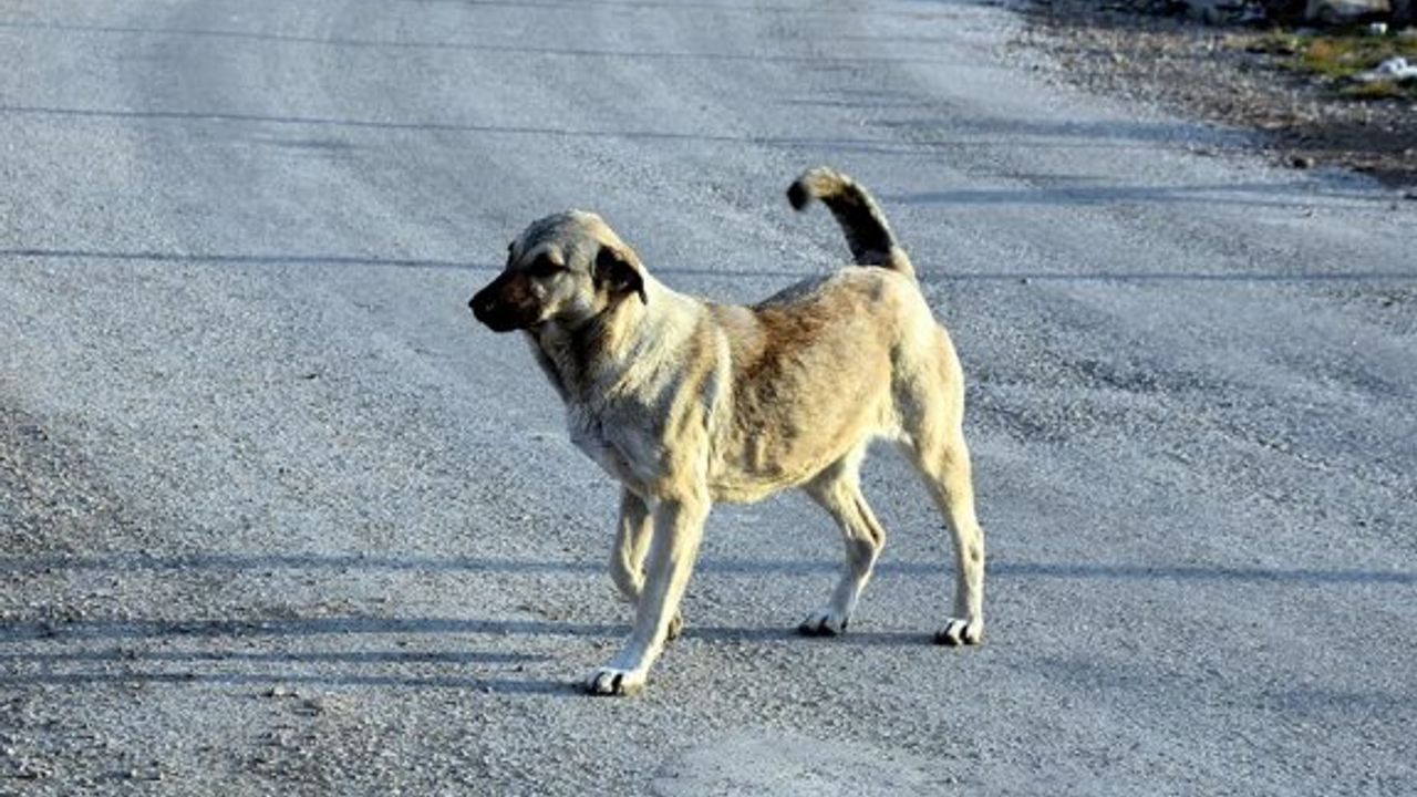 Barolar Birliği ve Altın Patiler Derneği: “Paşaköy’de bir köpek silahla vurulup katledildi”