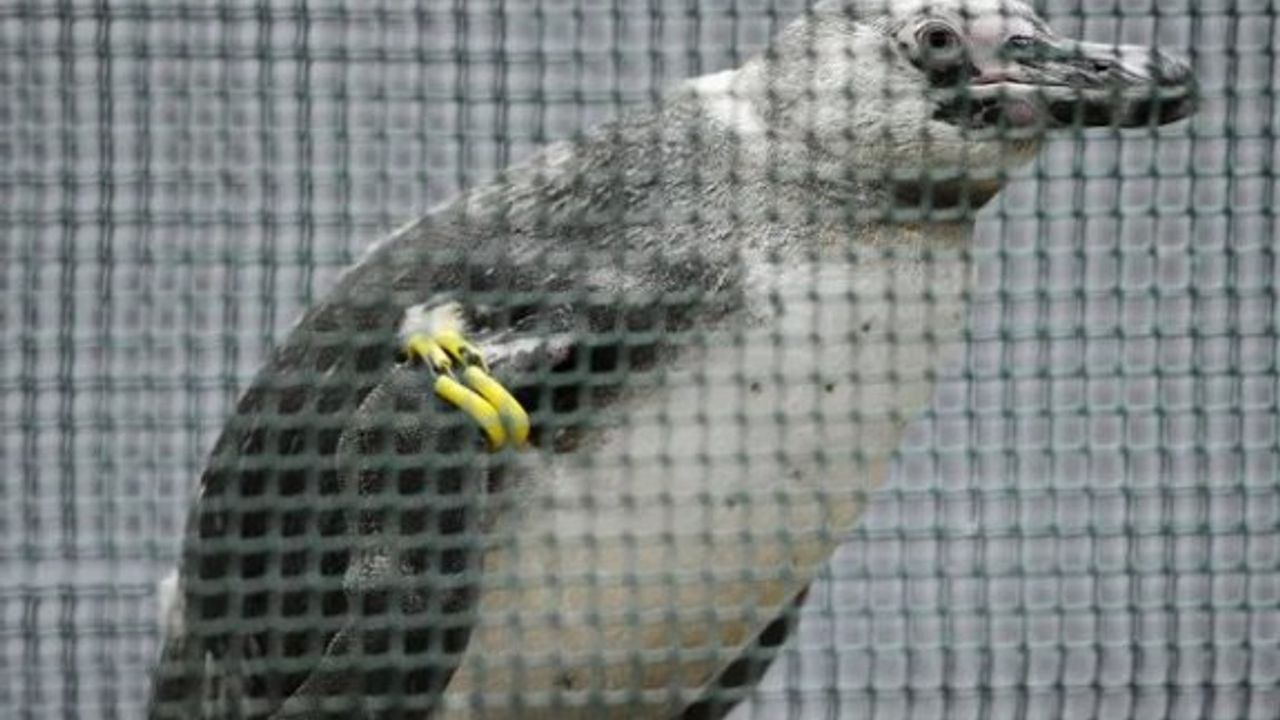 Japonya'da kaçak penguen, 2 haftanın ardından 30 kilometre uzakta bulundu