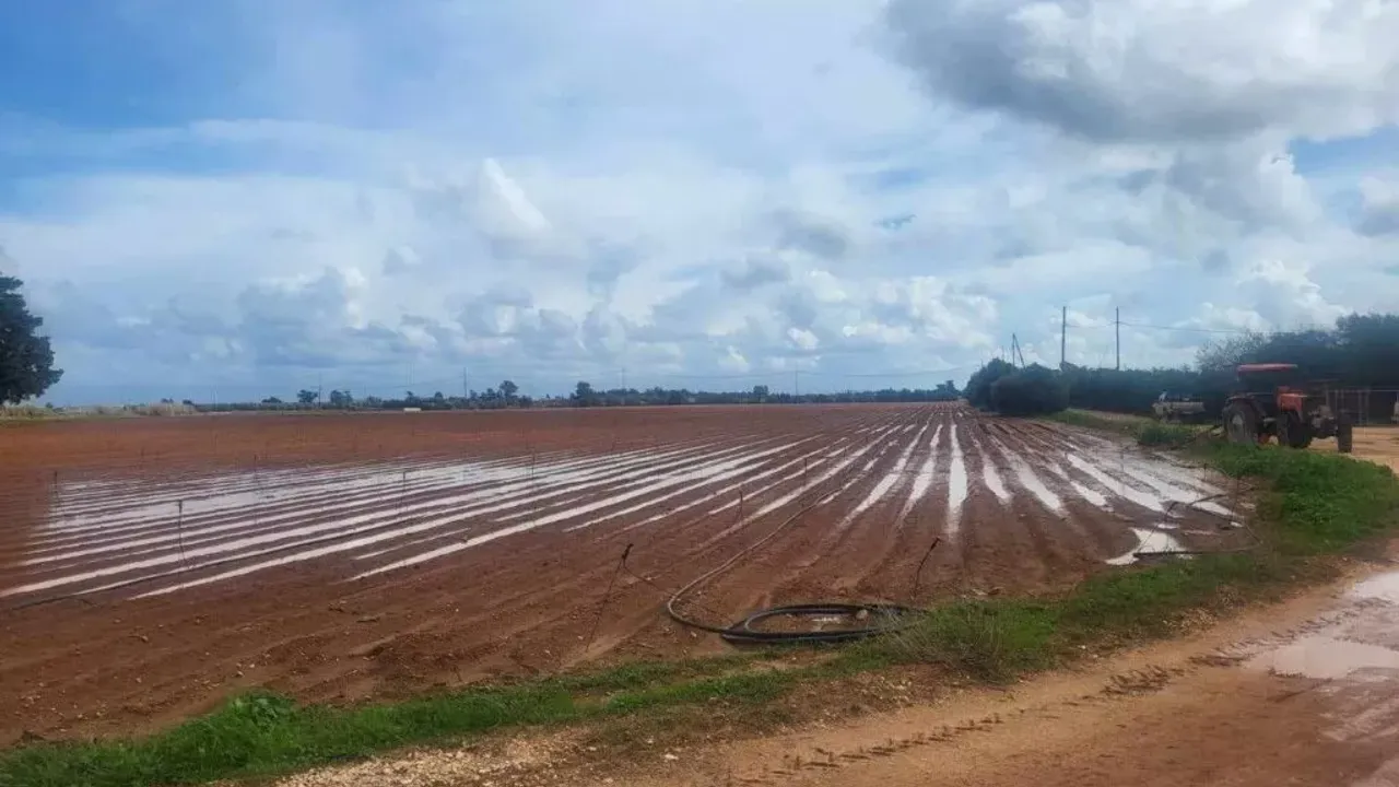 Sonbahar patates ekimi yapılan araziler için son beyan tarihi 15 Ekim…