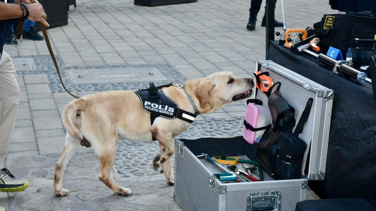 Dedektör köpek “Lokum” uyuşturucuyu buldu