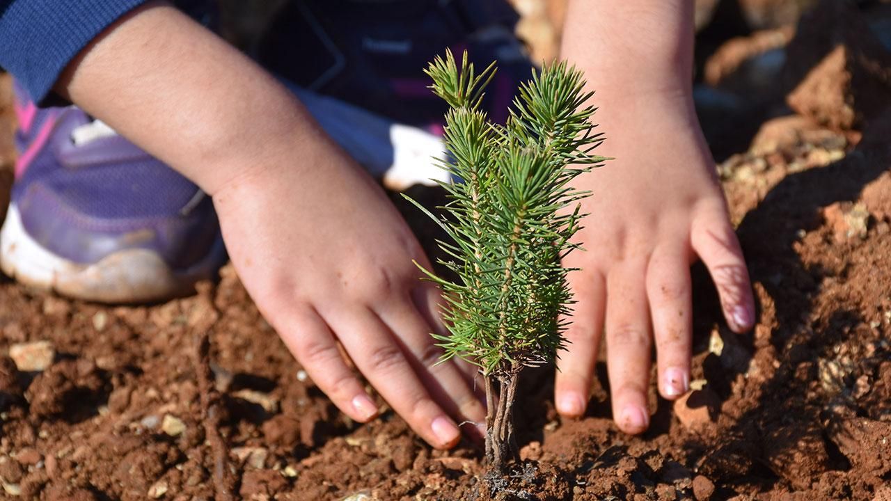 Güney Kıbrıs’ta yaşayan Yahudiler ağaç dikimini geniş güvenlik önlemleriyle gerçekleştirdiler