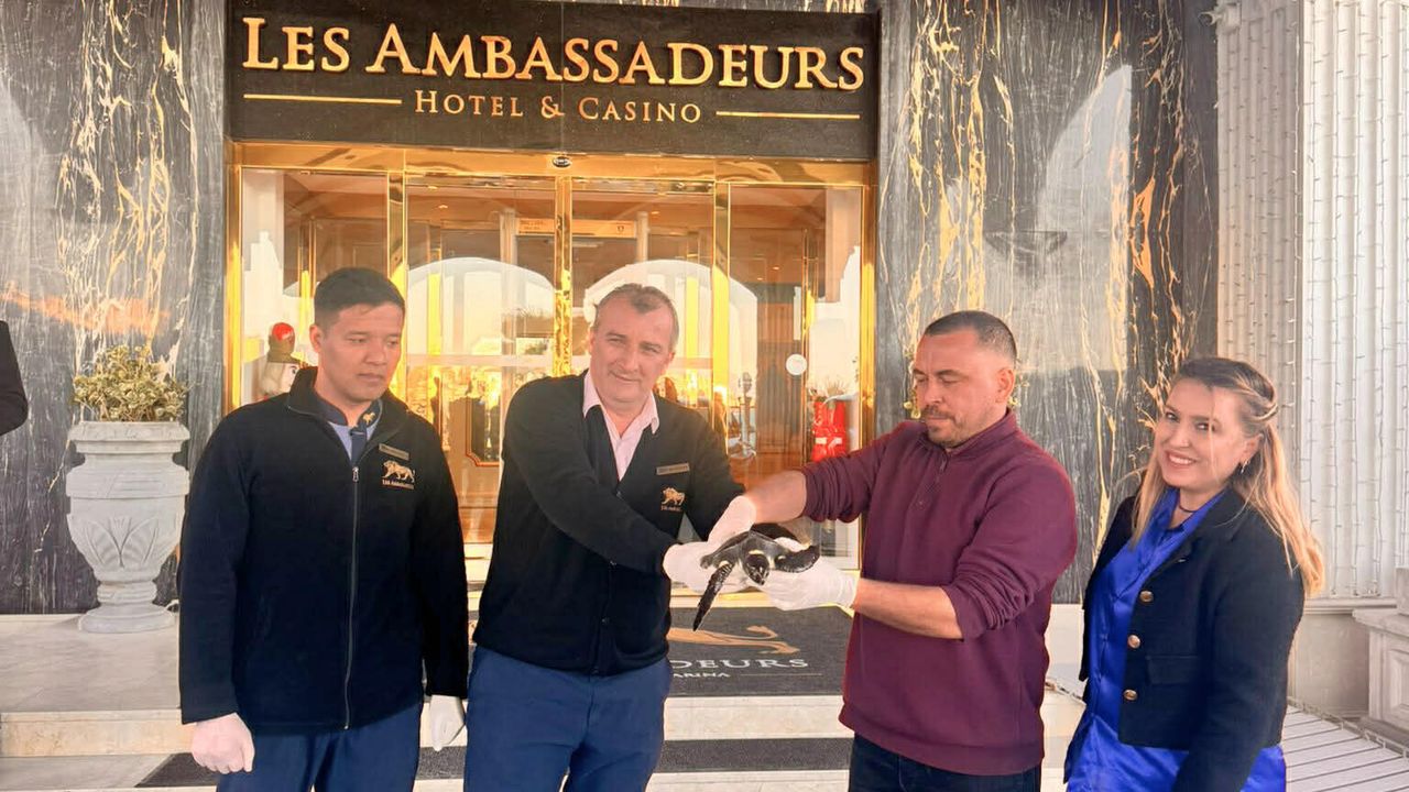 Yaralı kaplumbağa, Les Ambassadeurs'ta hayata tutundu