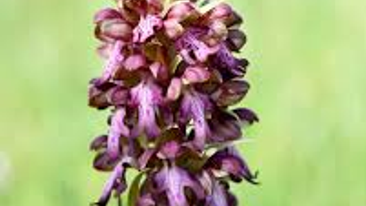 "14. Geleneksel Orkide Vadisi Gözlem Yürüyüşü" pazar günü yapılacak