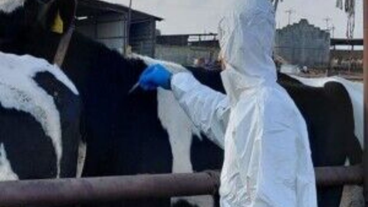 Şap hastalığıyla mücadelede karantina alanı genişliyor