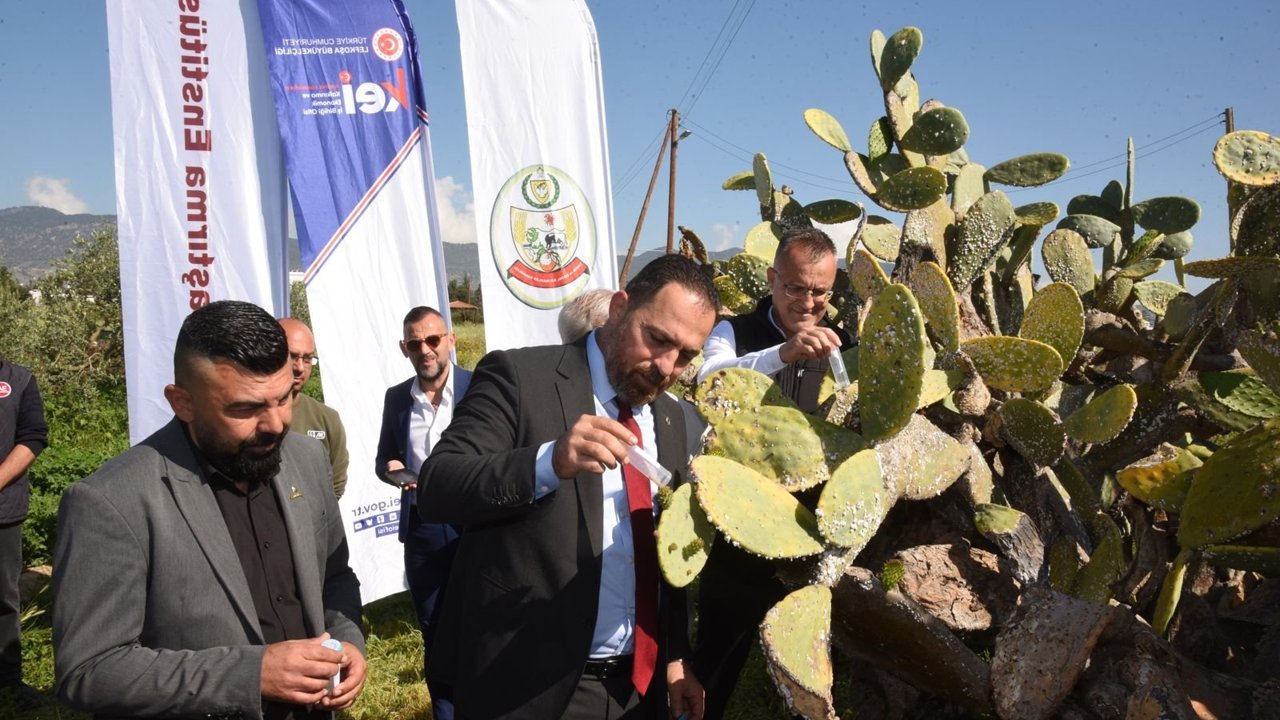 Babutsa koşniline karşı doğaya ilk kez avcı böcek bırakıldı