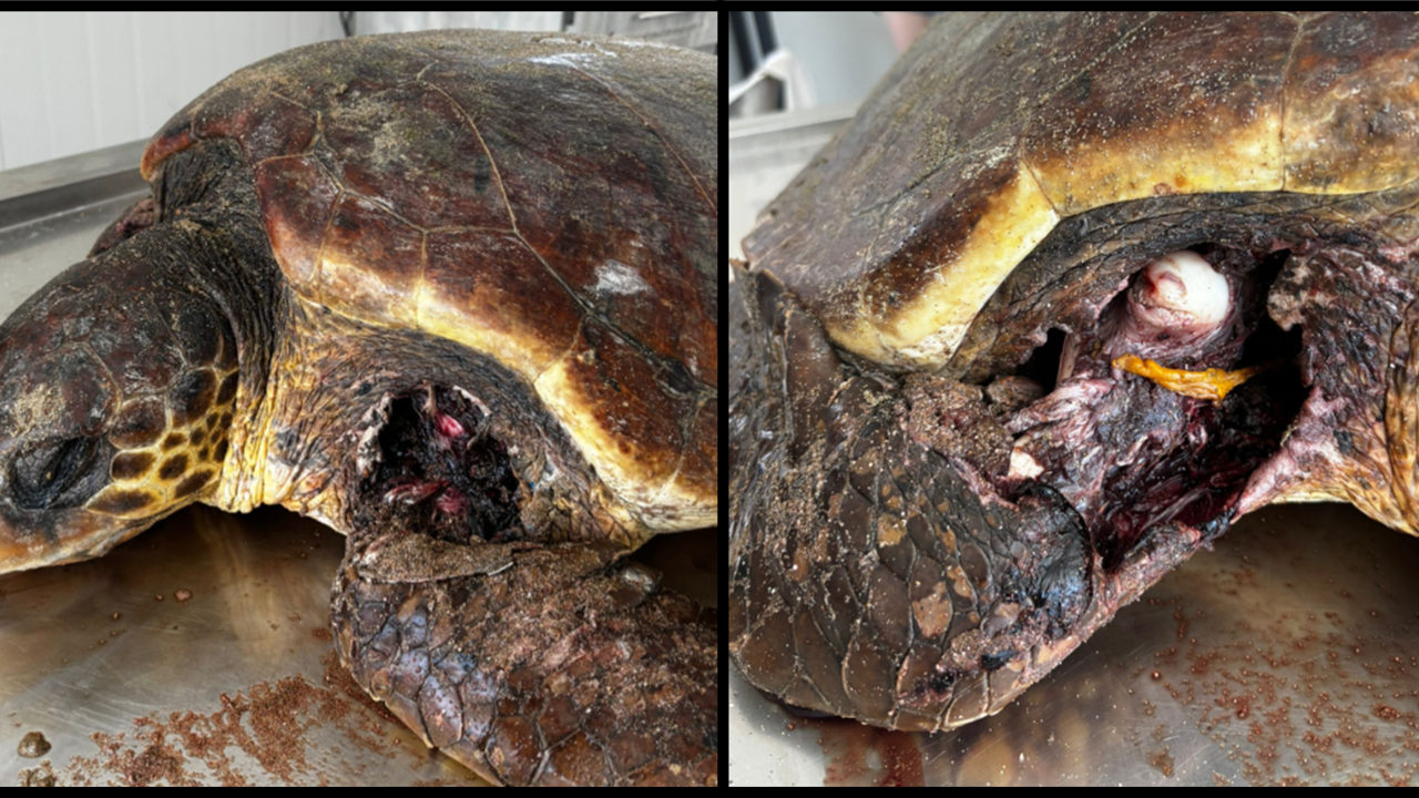 Kaplumbağaları Koruma Derneği : “Yuvalama sezonu öncesinde Kantara sahilinde önlem alın”