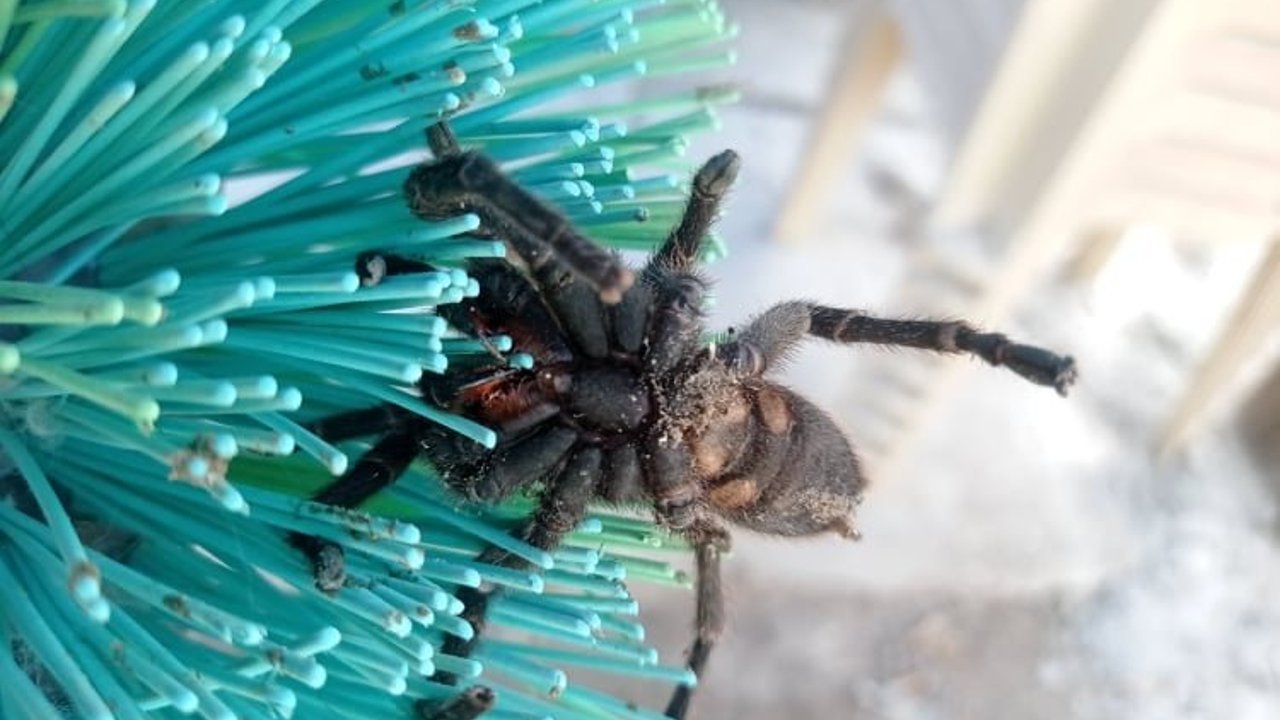 İlkbaharla uyanan böcek ve sürüngenlere dikkat