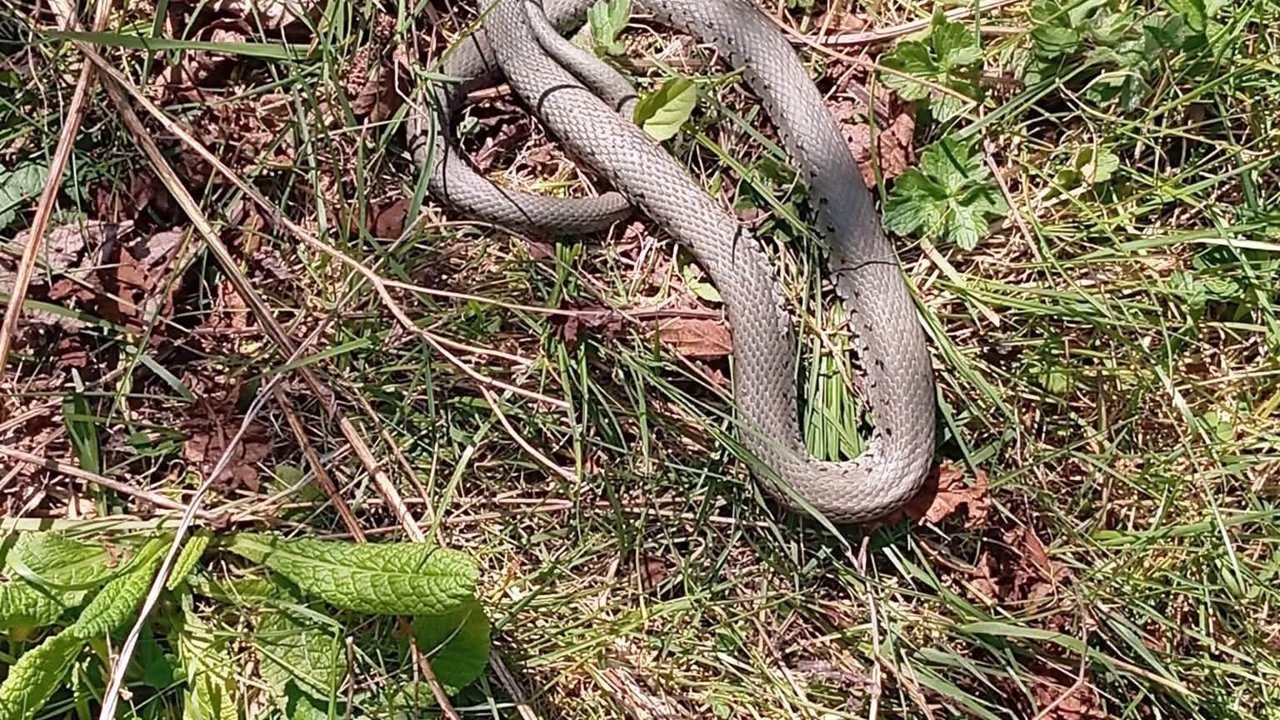 Sıcaklarla yılanlar cirit atmaya başladı