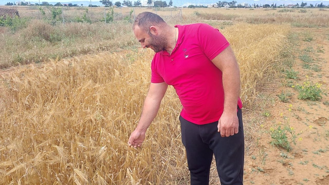 Mormenekşe'deki deneme parsellerinde 4 arpa ve 2 buğday çeşidi öne çıktı