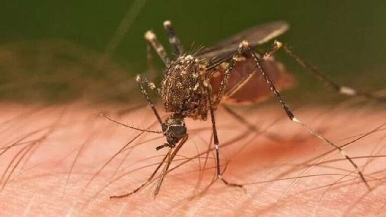 “Sivrisineklerle ‘kan kardeşi’ olduk”