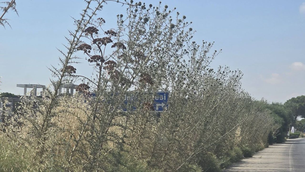 “Ağaçlar ve yabani otlar yolları tuttu”