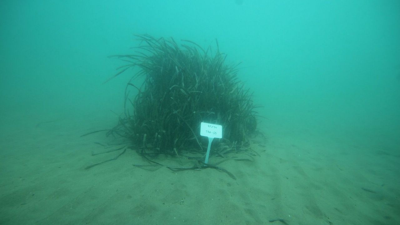 DAÜ Akademisyenleri Milas'ta yürütülen deniz çayırlarını korumayla ilgili projeyi yönetiyor