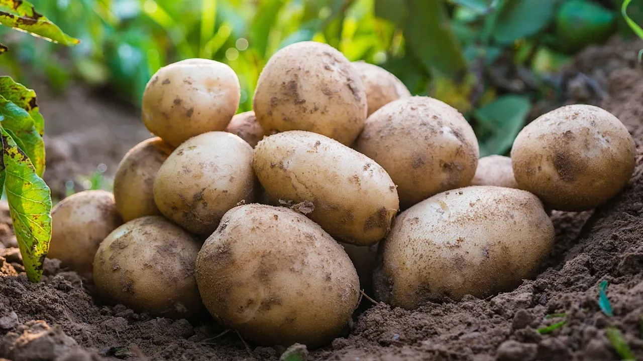 Rum tarım örgütlerinden patates üreticilerine su verilmesi talebi