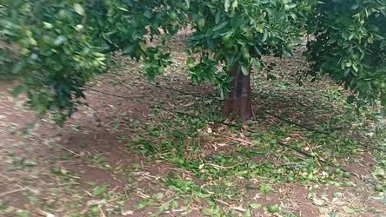 Meyve ve sebze fiyatları fırlayacak