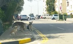 Başıboş köpek sayısı tavan yaptı