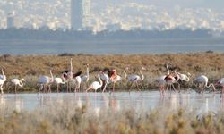 Yüzlerce flamingo Tuz Gölü'ne geri döndü