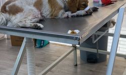 Köpeğe çarpıp kaçtı