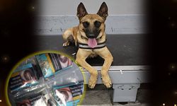 Ercan’da Dedektör Köpek “Pamir” Uyuşturucuyu Tespit Etti