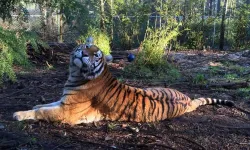 20 büyük kedi kuş gribinden öldü