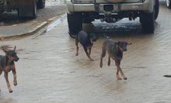 Başıboş köpekler vatandaşı endişelendiriyor