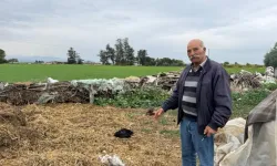 Bostancı’da başıboş köpekler tavukları telef etti