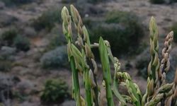 Tarım Bakanlığı, tüketilebilir yabani ot toplayanları uyardı