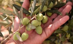 Gazimağusa ilçesi zeytin hasadı başlama tarihleri belirlendi