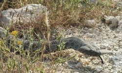 Dikkat yılanlar erken uyandı