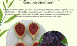 Tarımsal Araştırma Enstitüsü’nün yürüttüğü çalışmalar kapsamında “Alaşya” ve “Ada Güzeli” tescillendi