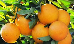 Narenciye Üreticileri Birliği, pazartesi süresiz eyleme gidiyor