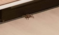 “Böcek ve örümcek istilasına uğradık”