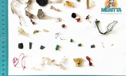 Meritta Deniz Kaplumbağaları Rehabilitasyon Merkezi plastik atıkların tehlikelerine dikkat çekti