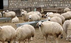 Devlet Üretme Çiftliği (DÜÇ), kasaplık hayvan satışı yapacak.