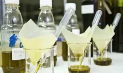 Zeytinyağı analiz sonuçları açıklandı