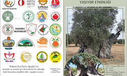 “Kalkanlı Anıt Zeytin Ağaçları Yaşıyor” etkinliği 13 Haziran Cuma günü düzenlenecek