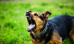 Limasol'da bir kadın ve iki çocuk köpeklerin saldırısına uğradı