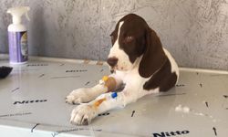 Başıboş köpekler hastalıkları yayıyor