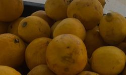 Limon mu yoksa altın mı?