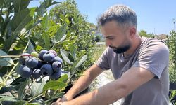 KKTC 'de tadını sevdiği yaban mersininin Zonguldak’ta üreticisi oldu