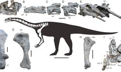 Yeni bir dinozor türüne ait fosil bulundu
