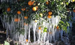 Sebze ve meyve don zararları ödendi