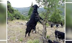 Devlet Üretme Çiftliği oğlak keçi ve tekke satışı yapacak