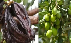 Güzelyurt İlçesi'nde zeytin ve harup toplama tarihleri açıklandı