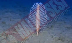 Kıbrıs’ın güney sahillerinde nadir deniz yaşam alanları keşfedildi