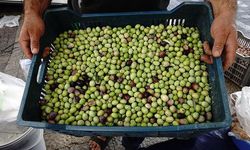 Lefkoşa’da zeytin hasadı 4 Eylül’de başlayacak