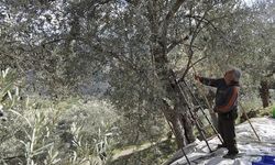 Zeytin, beklentilerin çok altında kalacak