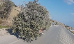“Yolda giden zeytin ağacı olur mu?”